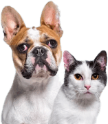 Pet